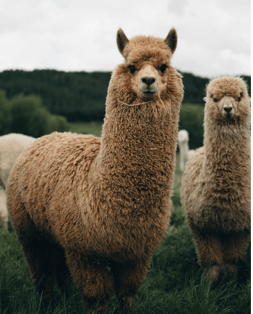 How to install and use LLama 2?